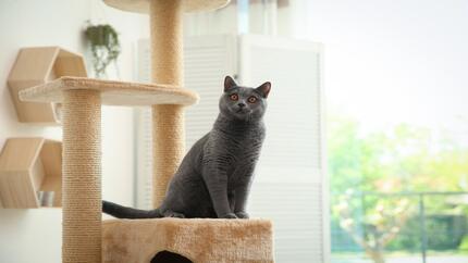 gato sentado en el árbol del gato