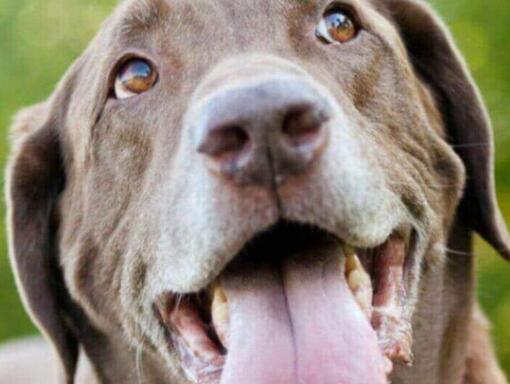 Raza de perro Labrador jadeando