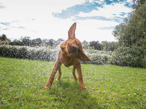 Dog Chow®