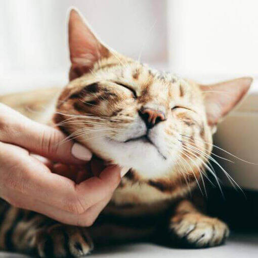Gato de raza Bengalí