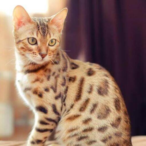 Bengalí jugando en casa