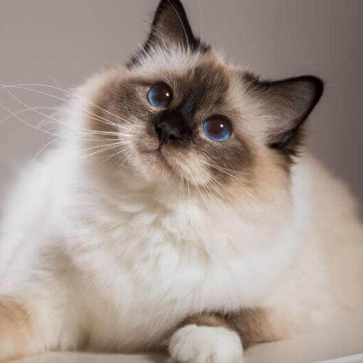 Gato Birmano tumbado en el sofá