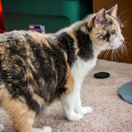 Gato de raza Manx