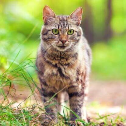 Gato de raza Siberiano 