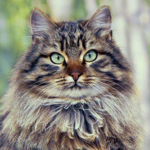 Gato siberiano está caminando en el bosque